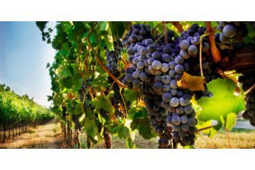 Misure per la lotta obbligatoria contro la Flavescenza dorata