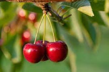Seconda edizione della rassegna “Dal Fiore al Frutto”  (aprile –giugno 2023)