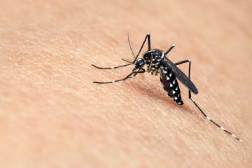 Ordinanza per lotta biologica e integrata alle zanzare
