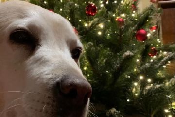 Concorso "Fotografa il Natale 2020" promosso dall'Associazione TuttiInsieme aps e la collaborazione dell'Ascom