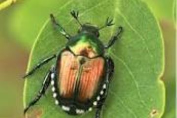 Emergenza dell’insetto nocivo Popillia japonica
